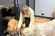 Sunderland Woman Spends £100 Monthly on Human Food for Her Golden Retrievers