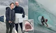 Surfer Battles Shark in California, Credits Lifeguards from Hospital Bed