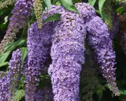 Taming the Butterfly Bush: Prune Buddleja Now for a Neater Garden