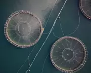 Tasmania Bans Florfenicol Antibiotic in Salmon Farms to Combat Resistance