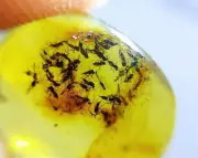 Taxonomists in Crisis: The Struggle to Identify Earth's Species