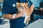 Tech Entrepreneur Uses AI to Create Personalised Cancer Vaccine for Dying Dog