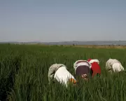 Tech Giants Accused of 'Playing with Global Food System' Using AI