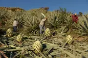 The Artisanal Craft of Mezcal: A Journey Through Mexico's Traditional Spirit