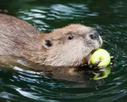 The 'Woke Beaver' Debate: A False Choice Between People and Planet