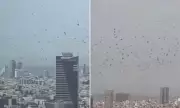 Thousands of Crows Swarm Tel Aviv Skyline, Sparking Omen Fears Amid Regional Tensions