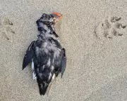 Thousands of Starving Seabirds Stranded in Europe's Biggest Wreck in a Decade