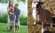 Tragic Death of 7-Year-Old Boy After Shelter Rehomed 'Monster' Pit Bull with Troubled Past