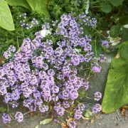 Transform Your Garden: Low-Maintenance Alternatives to Traditional Grass Lawns