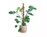 Transform Your Houseplants: Swap Moss Poles for Sculptural Stakes