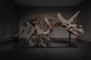 Triceratops Skeleton 'Trey' Heads to Auction Amid Booming Fossil Market