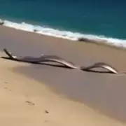 Two 'Doomsday Fish' Wash Ashore in Mexico, Sparking Global Concern