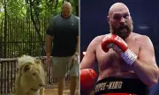 Tyson Fury Walks a Lion to Intimidate 'The Lion' Makhmudov Ahead of Comeback