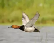 UK Bans Shooting of Six Wild Birds Including Pochard Ducks to Halt Decline