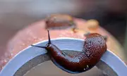 UK Braces for 'Slugageddon' After Record Wet Winter Creates Perfect Pest Conditions