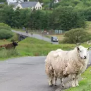 UK Drivers Face Fines and Prison for Not Reporting Accidents with Eight Specific Animals