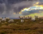 UK Food Security Debate: Calls to Boost Domestic Farming and Sustainable Diets