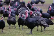 UK Initiates Groundbreaking Bird Flu Vaccination Trials for Turkeys
