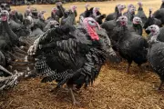 UK Launches Groundbreaking Bird Flu Vaccine Trial for Turkeys