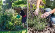 UK Mini-Heatwave Brings Madrid-Like Temperatures: Gardening Tips to Capitalise