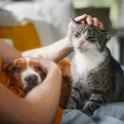UK Pet Prescription Fees Capped at £21 Under New CMA Regulations