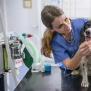 UK Vet Costs to Drop as CMA Implements Landmark Price Transparency Rules