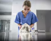 UK Watchdog Cracks Down on Vet Fees with Price Caps and Transparency Rules