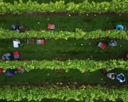 UK Wine Production Surges 55% in 2025, Marking Second-Largest Harvest