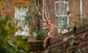 Urban Foxes: The Nocturnal Neighbours Dividing Britain's Cities