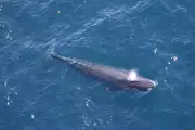 US Halts Gulf of Mexico Drilling to Protect Endangered Species
