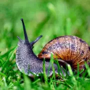 Used Tea Bags: The Natural Hack to Protect Your Garden from Slugs and Snails