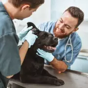 Vet Issues Critical Warning: Recognising Deadly Dog Condition GDV Can Save Lives