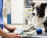 Vet Market Scandal: Pet Owners Overcharged £1bn Amid Private Equity Surge