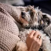 Vet Nurse Warns Dog Owners About Deadly Bloat Condition GDV