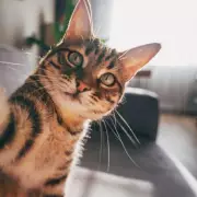 Vet Reveals Five Cat Breeds He Would Never Own Due to Serious Health Concerns