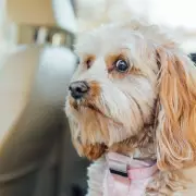 Vet Warns Dog Owners: Common Mistake Worsens Pet Separation Anxiety