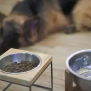 Vet Warns Dog Owners: Daily Bowl Cleaning Crucial to Prevent Kidney Disease