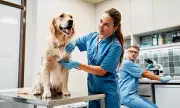 Veterinary Price Caps and Transparency Rules Announced by Competition Watchdog