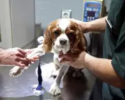 Veterinary Sector Faces Rising Costs and Access Crisis Amid CMA Reforms