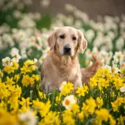 Vet's Spring Alert: Common Garden Flowers Pose Deadly Risk to Dogs