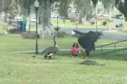 Viral Aggressive Goose Terrorises Florida A&M University Campus Students