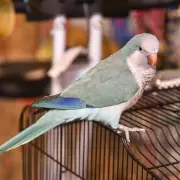 Viral 'Bacon Pancakes' Parrot Finds Forever Home After Tough Start