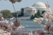 Washington DC Cherry Blossoms Peak in Stunning Pink Display