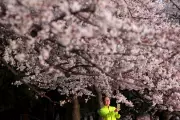 Washington DC Cherry Blossoms Reach Fleeting Peak Bloom Amid Festival