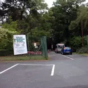 Welsh Mountain Zoo Issues Statement After Chimpanzee Infant Death