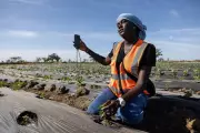West African Farmers Embrace TikTok to Revolutionise Agriculture and Boost Incomes