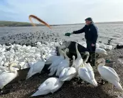 Wild Swans in Crisis: The Human Intervention Saving a Species