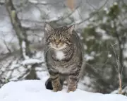 Wildcat Conservation Success in the Cairngorms: A Hopeful Sign in the Snow