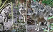 Wildwood Trust Director Questions Wolf Captivity After Pack Euthanisation