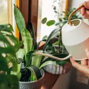 Woman's Three-Year Plant Care Routine Ends With Plastic Discovery